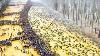They Threw Thousand Tons Of Orange Peels In A Forest What Happened 20 Years Later Shocked The World